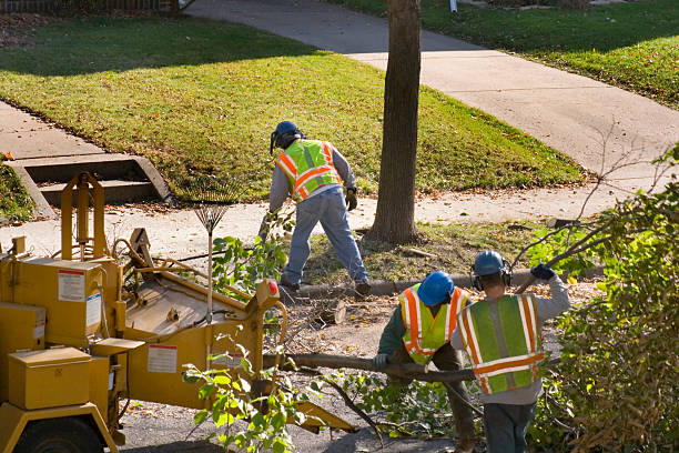 The Steps Involved in Our Tree Care Process in South River, NM